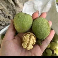 چیدن گردو به صورت نصف نصف پربار باشن یک به دو