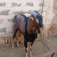 نری پاکستانی و الپاین