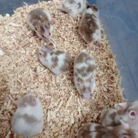 همستر|موش و خرگوش|قم, پردیسان|دیوار