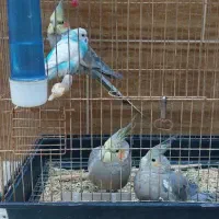 طوطی عروس|پرنده|قم, دورشهر|دیوار