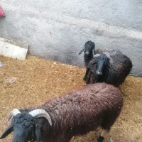 سه عدد بره نر سرحال ویک عدد کهره نر ب فروش می‌رسد