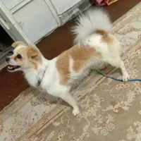 سگ معاوضه با لوازم موتور|سگ|شریفآباد, |دیوار