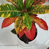 گل وگلدان|گل و گیاه طبیعی|مشهد, نوید|دیوار