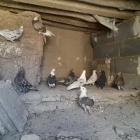 کبوتر سرول