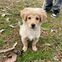 اشپیتز پامر