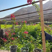 گل گیاه نهال