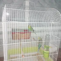 مرغ عشق سرحال و سرزنده