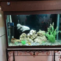 فروش آکواریوم با شیشه ۱۰ میل ضخیم (توافقی)