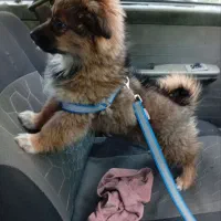 سگ پامر خرسی