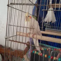 یک جفت عروس هلندی قیمت توافقی|پرنده|ساوه, |دیوار