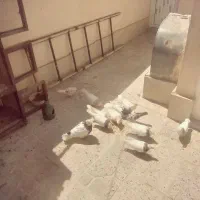 طوقی|پرنده|باقرشهر, |دیوار