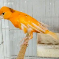 تعدادی قناری نر و ماده آماده|پرنده|کرج, شهرک بنفشه|دیوار