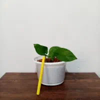 گل گل 4تا 135|گل و گیاه طبیعی|یاسوج, |دیوار