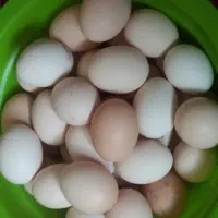 تخم مرغ محلی