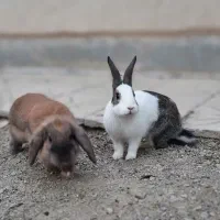 خرگوش|موش و خرگوش|خمین, |دیوار