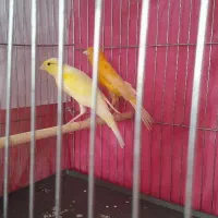 یه جفت قناری خاص و کله ماری