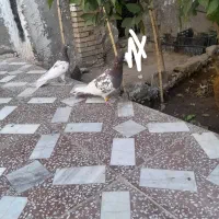 کله قرمز|پرنده|ایرانشهر, |دیوار