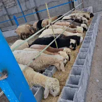 بره نر پروار شده