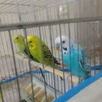 مرغ عشق نر و ماده و دو عدد جوجه