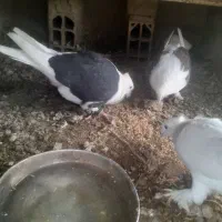 کبوتر پشت|پرنده|راز وجرگلان, |دیوار