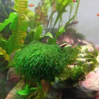 فروش ماهی میگو گیاه و حلزون آکواریمی پلنت