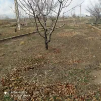 فروش زمین کشاورزی در بیضا|فروش زمین و ملک کلنگی|بیضا, |دیوار