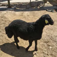 بره قوچ همو پلاک ۵۲۴ مجموعه تاپ ژن