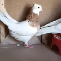 جفت طوقی زرد خالسیاه لامرد|پرنده|لامرد, |دیوار