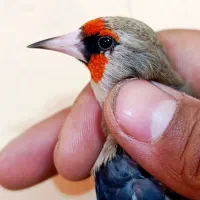 سهره سقا دورگ کرمونی|پرنده|کرمان, |دیوار