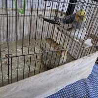 عروس هلندی|پرنده|قیدار, |دیوار