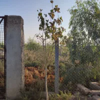 زمین باغ باغچه ویلا کشاورزی فنس شده|فروش زمین و ملک کلنگی|ورامین, ورامین|دیوار