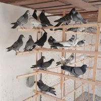 حدود ۱۰۰تا کفتر درجه ۱