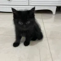 واگذاری بچه گربه ۲ ماهه|گربه|ارومیه, |دیوار