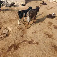 2بز|حیوانات مزرعه|نورآباد, |دیوار