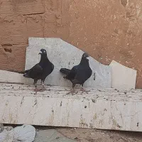 جفت زاغ سینه سفید