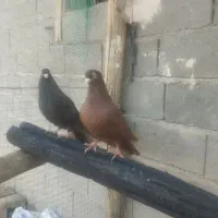 صربستان صرب