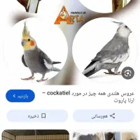 عروس هلندی پیدا شده