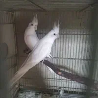 عروس نر ماده