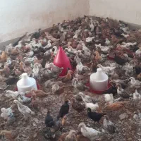 جو جه گل پایگانی