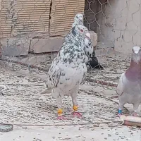 کبوتر هفترنگ شکلاتی