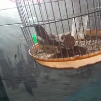 قناری مست بخون|پرنده|تربت جام, یحیی آباد|دیوار