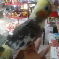 طوطی عروس سوپر رام نر سوپر