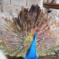 طاووس هندی|پرنده|قائم‌شهر, |دیوار