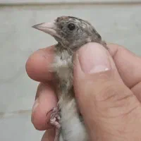 جوجه سهره سیاه