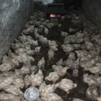 مرغ ارگانیک