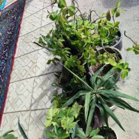 گل و گیاه