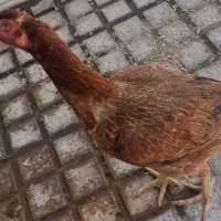 مرغ لاری اصیل