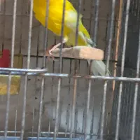 قناری رسمی بلند نرماده