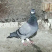 2تاکبوتر سبز 1 کوهی|پرنده|شیراز, هفت تنان|دیوار