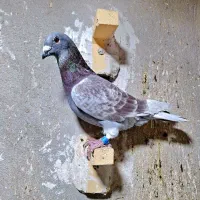 کفتر پلاکی شهری|پرنده|شیراز, کوشک میدان|دیوار